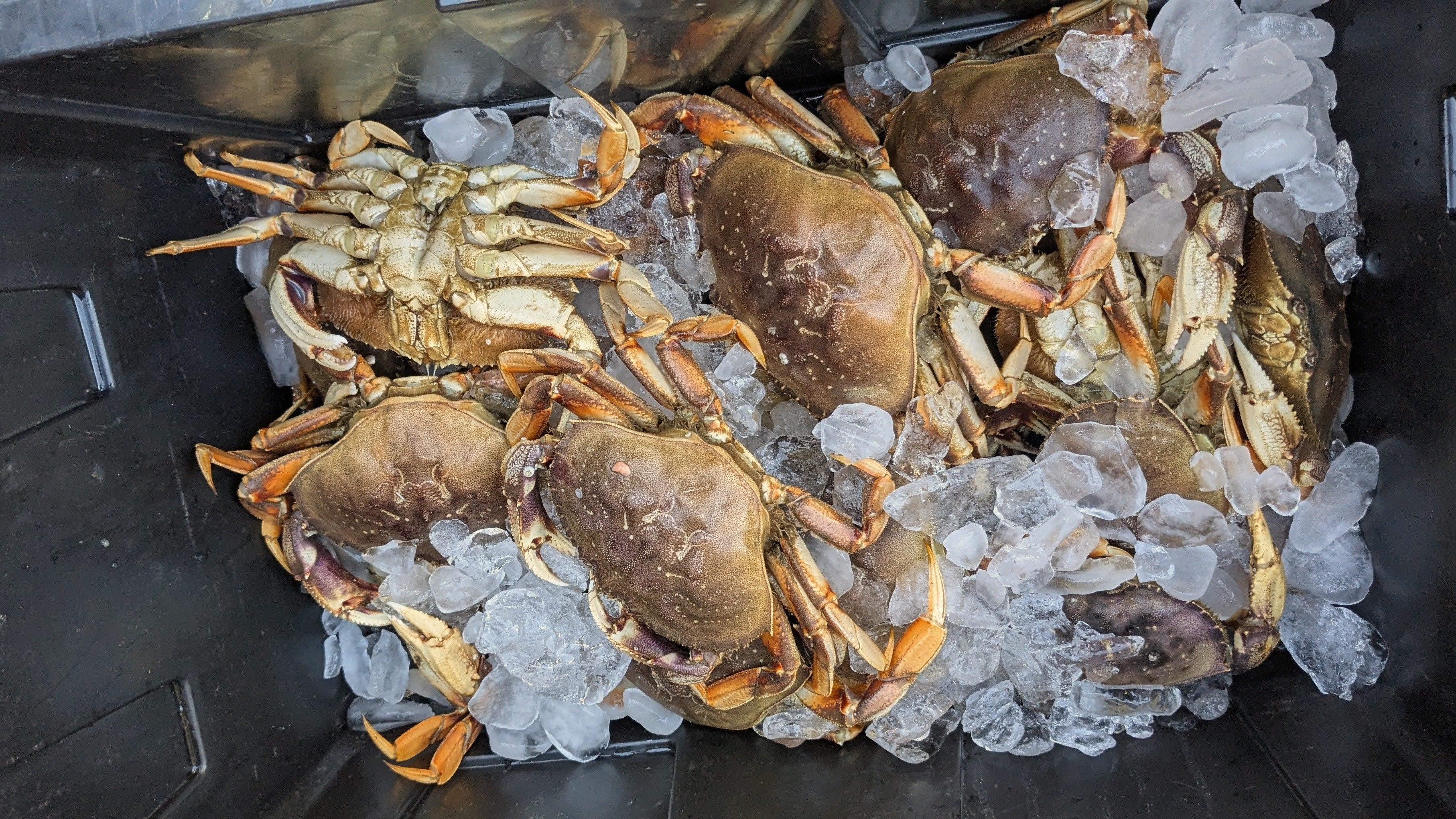 How to Cook Dungeness Crab