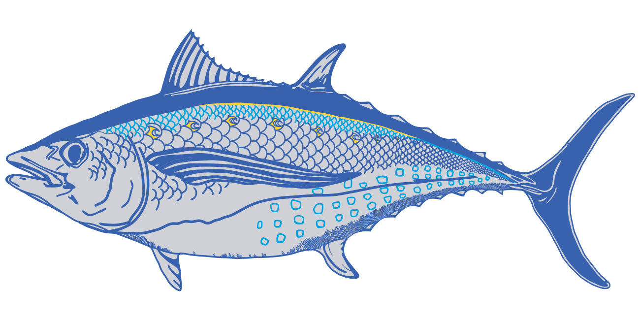 Albacore illustration on a white background