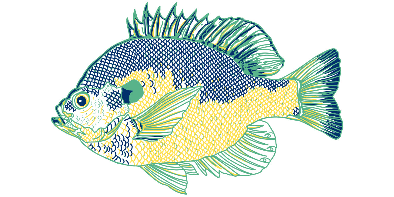 Bluegill illustration on a white background