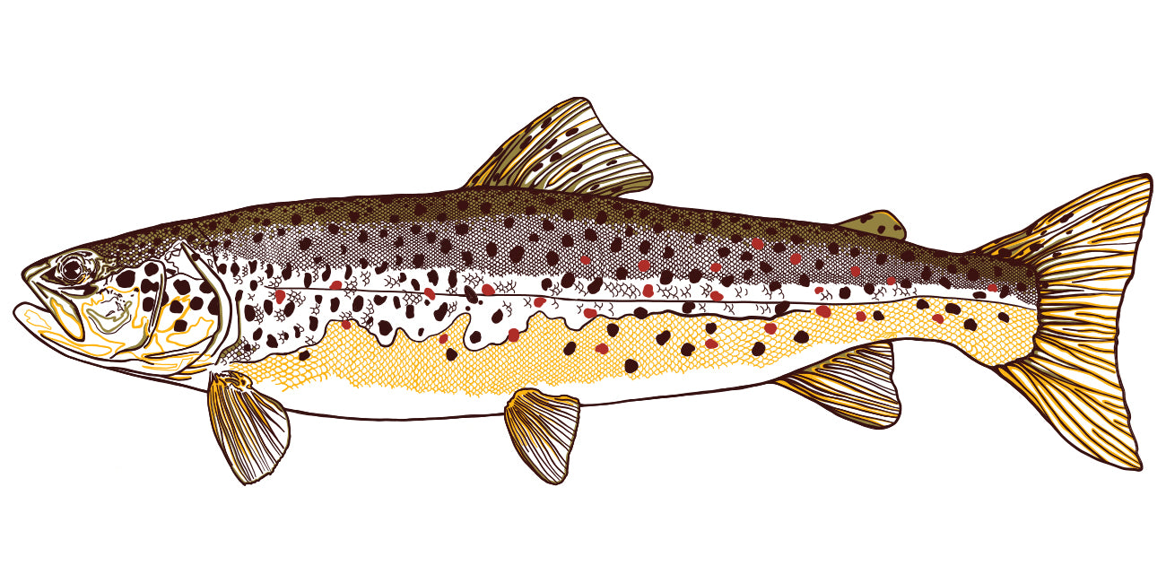 Illustration of a brown trout on a white background