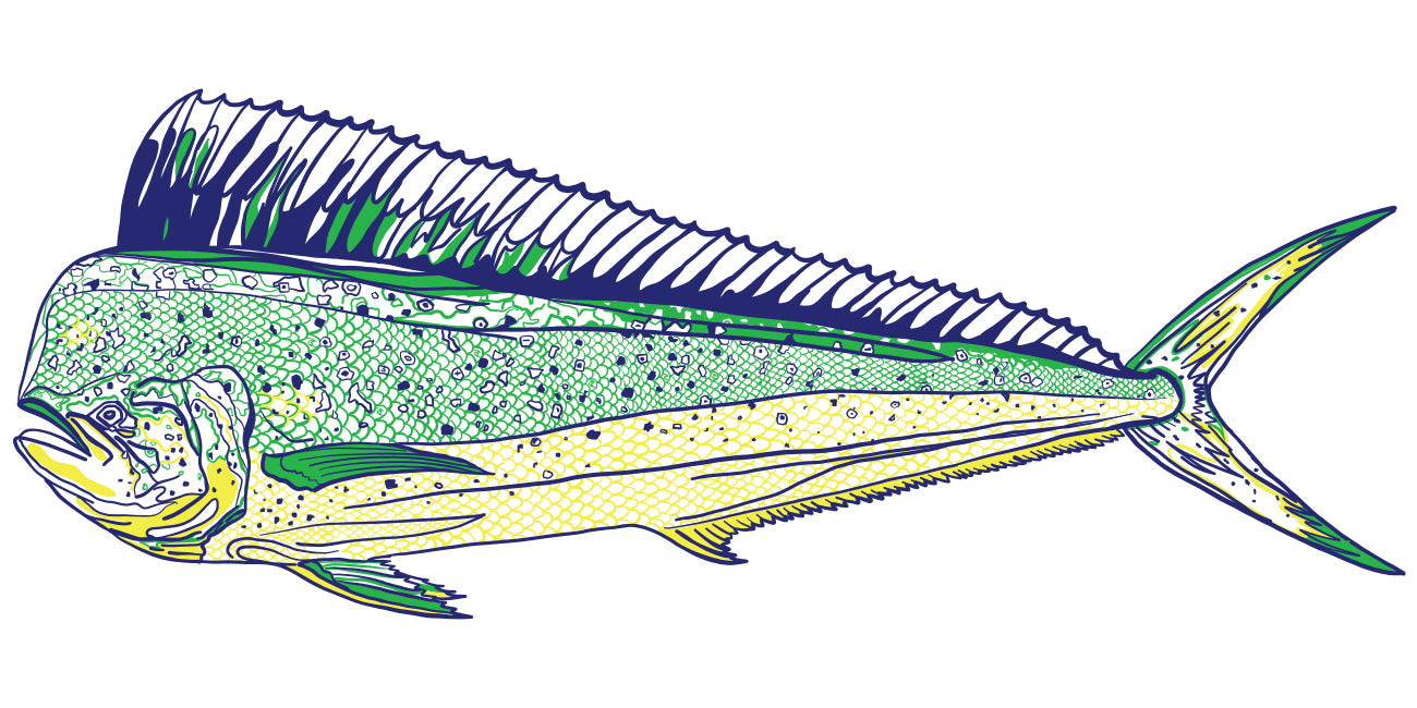 Dorado illustration on a white background