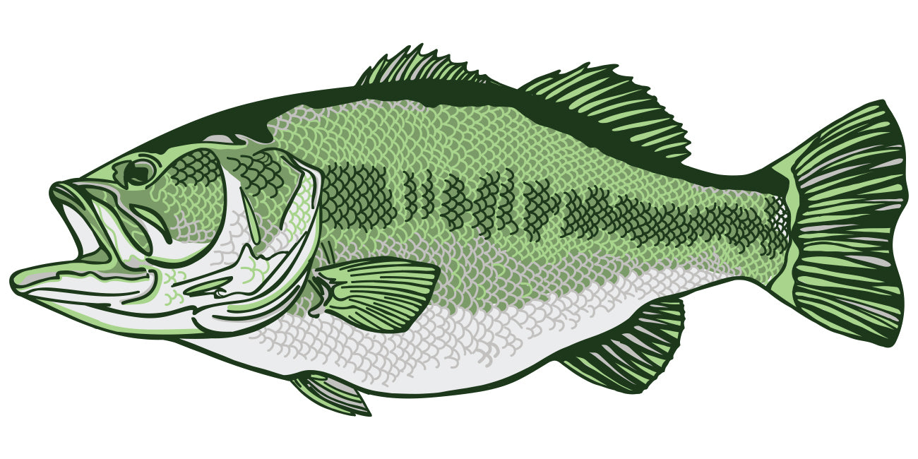 Illustration of a bass on a white background