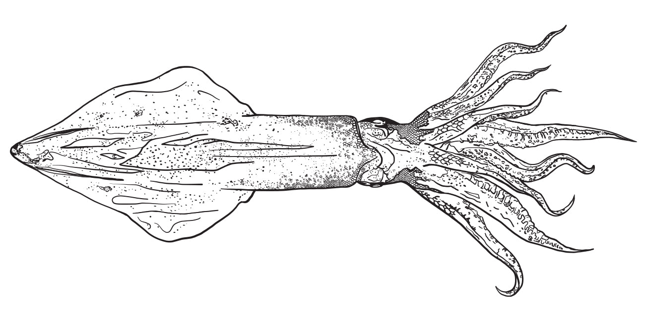 Black and white line drawing of a squid