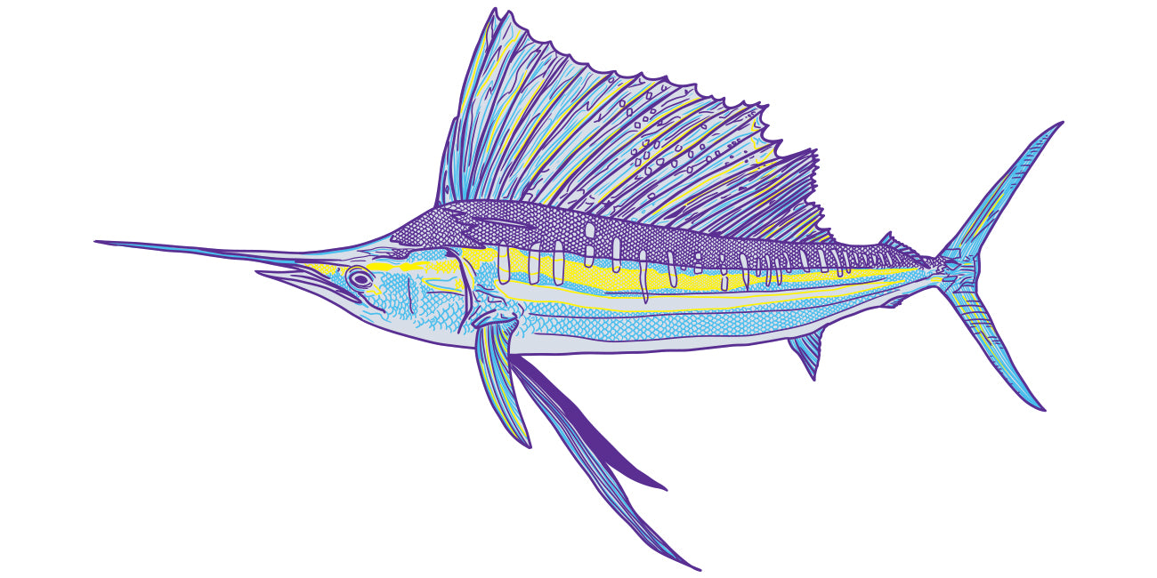 Salifish illustration on a white background