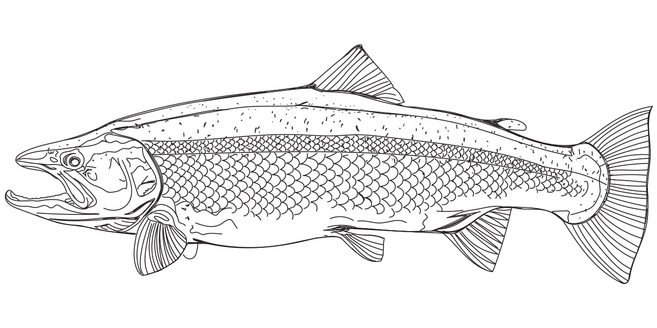 Black and white line drawing of a steelhead on a white background