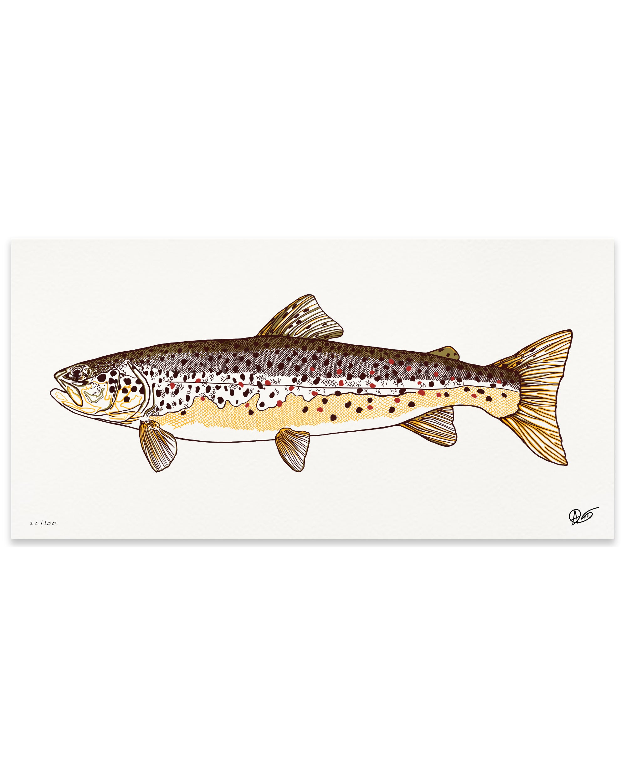 Limited Edition Brown Trout Canvas Print
