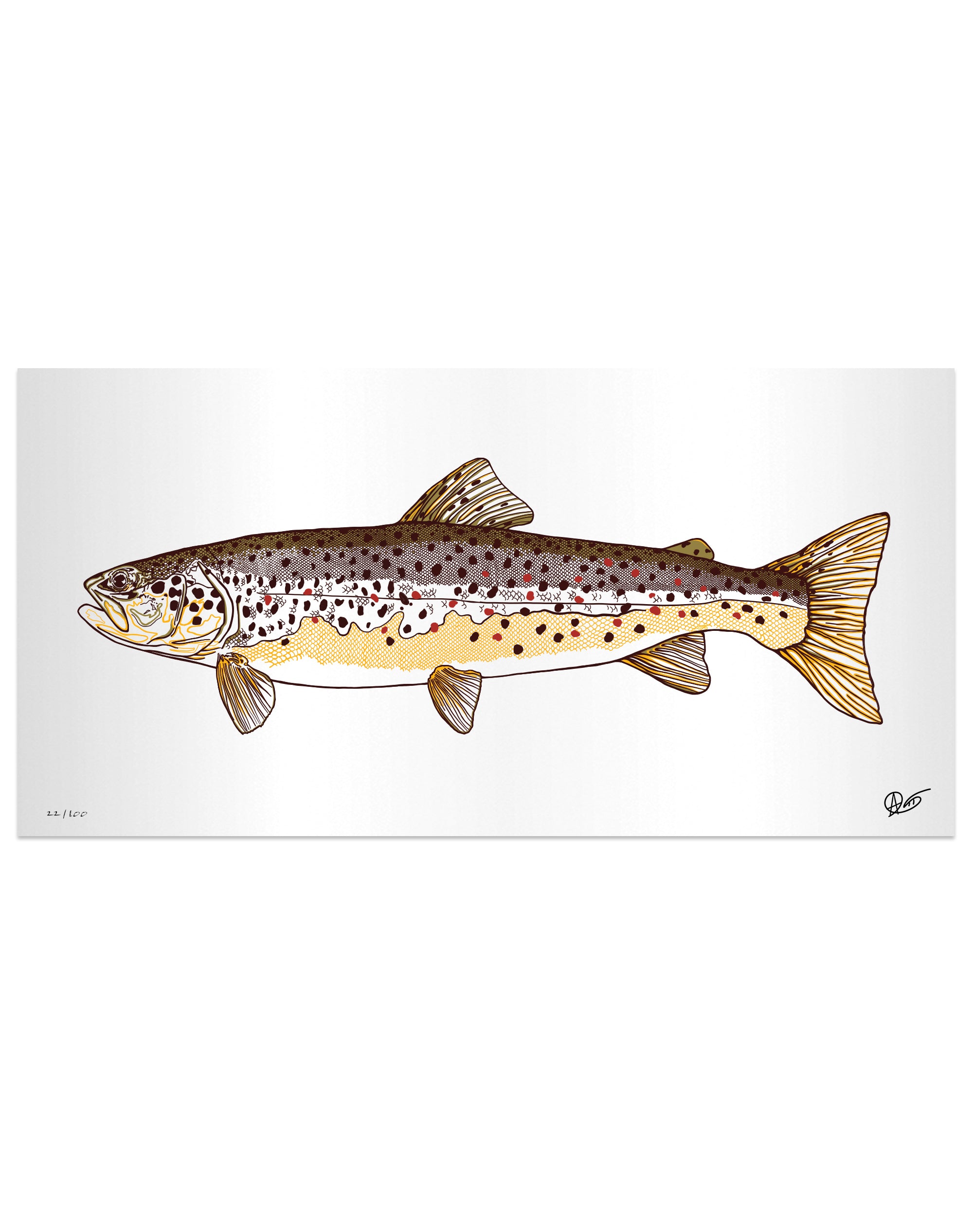 Limited Edition Brown Trout Metal Print