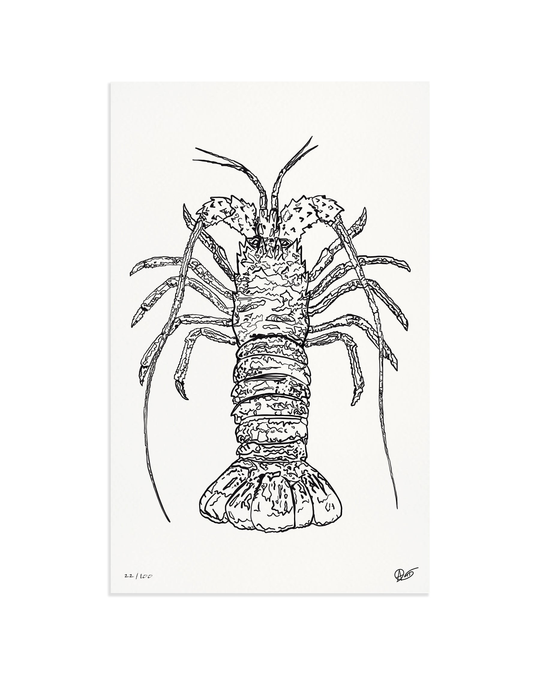 Limited Edition Spiny Lobster Canvas Print