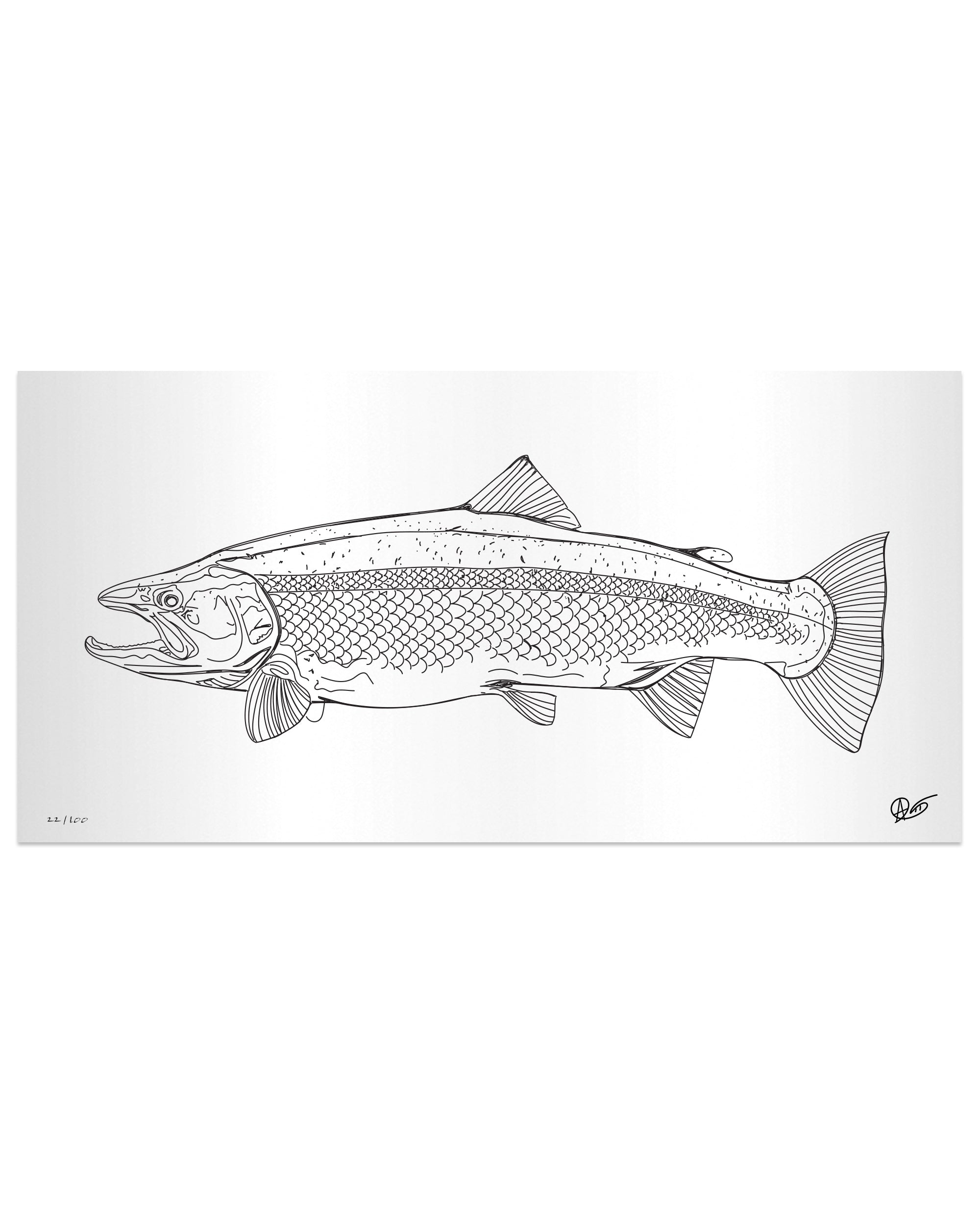 Limited Edition Steelhead Metal Print
