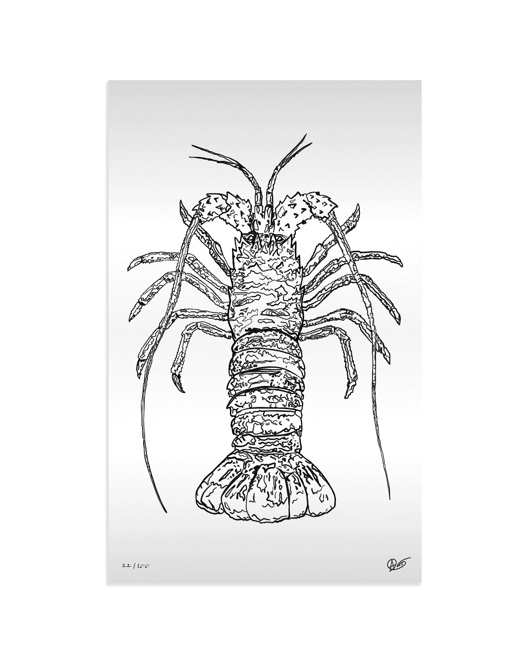 Limited Edition Spiny Lobster Metal Print