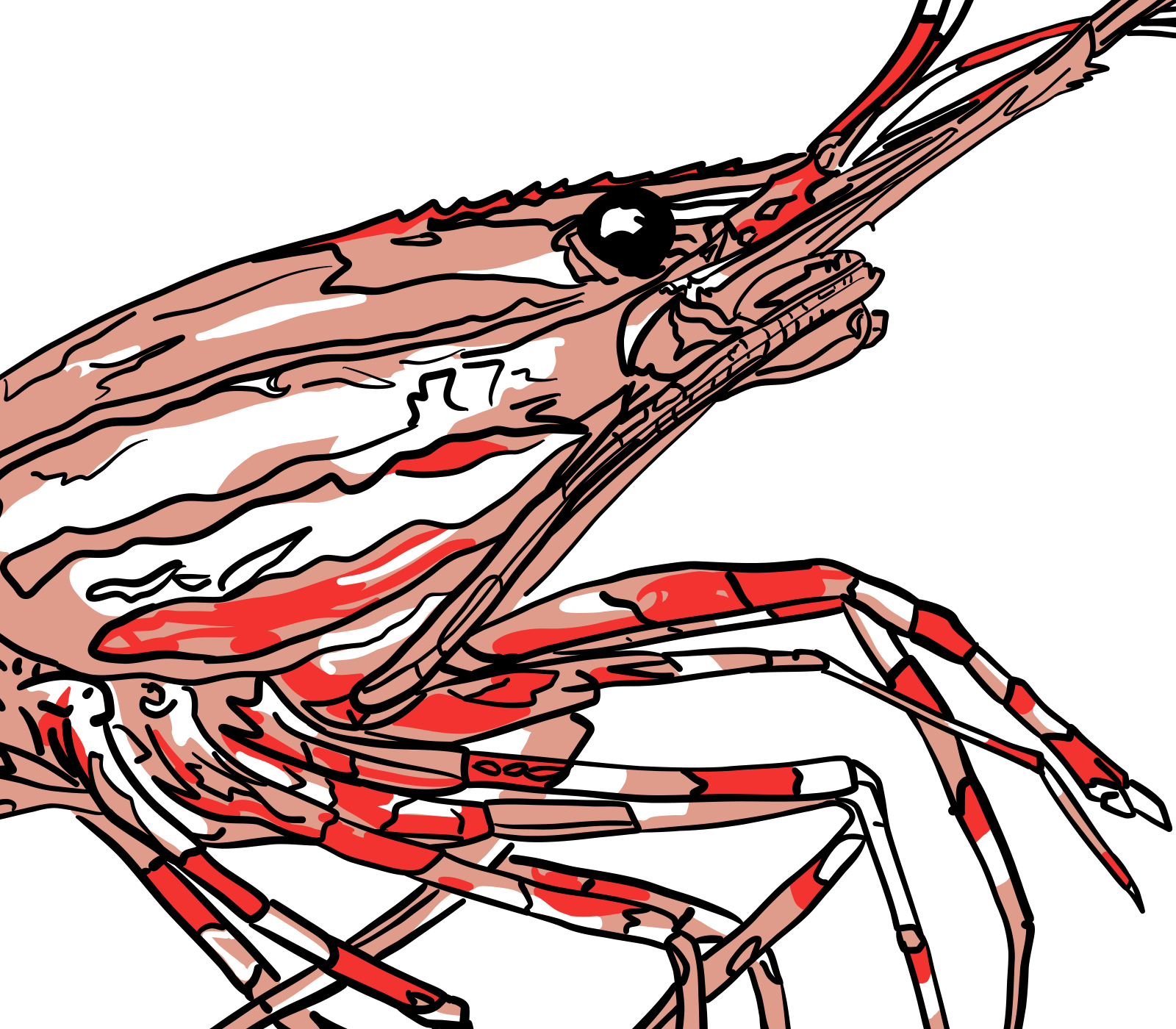 Details of spotted prawn artwork