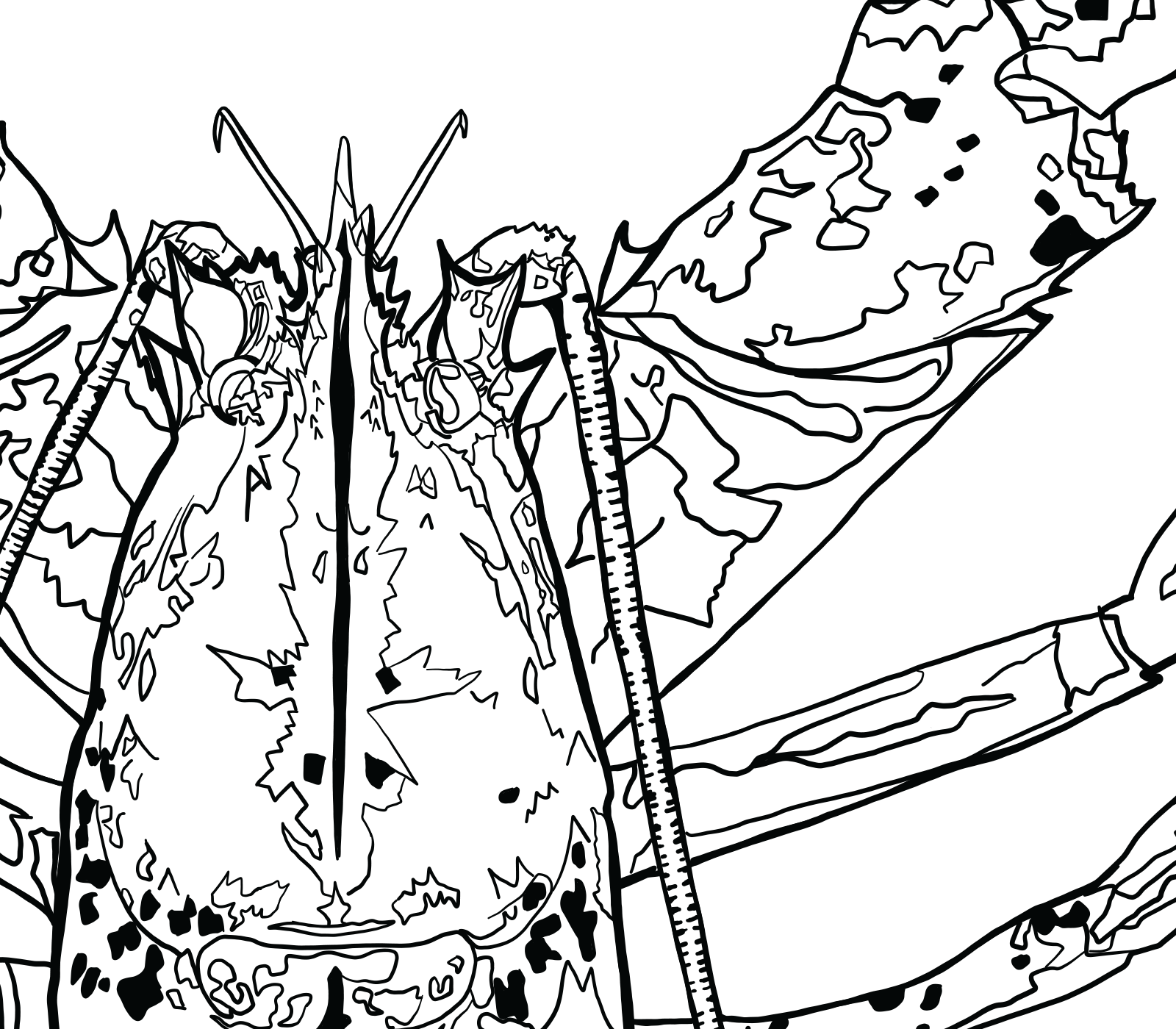 Black and white line drawing of a detailed American Lobster with intricate patterns.