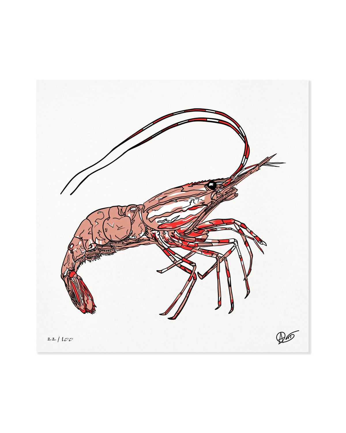Limited Edition Spotted Prawn Canvas Print