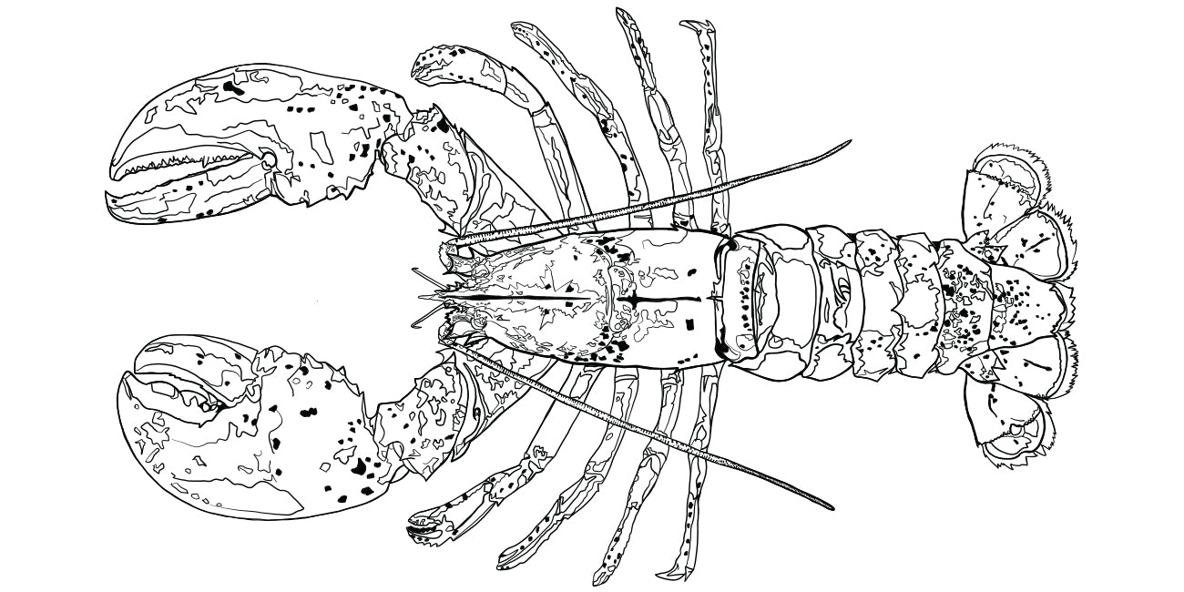 Black and white line drawing of a lobster