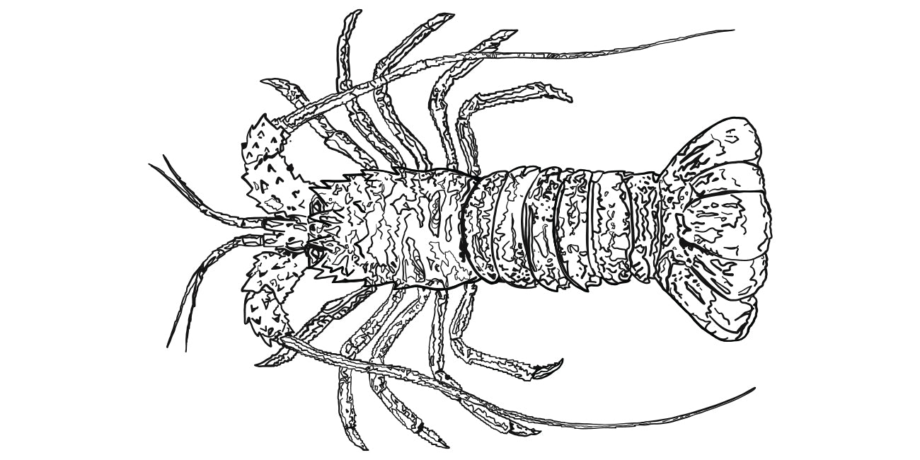Line drawing of a spiny lobster on a white background