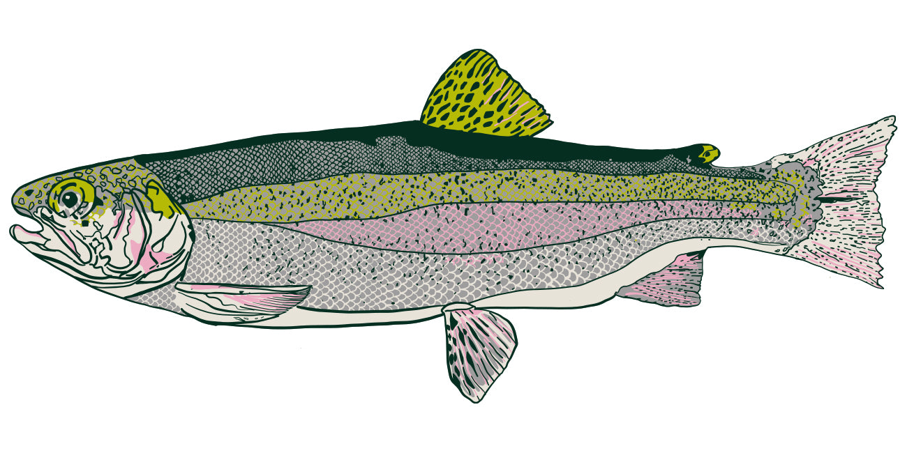 Illustration of a rainbow trout on a white background