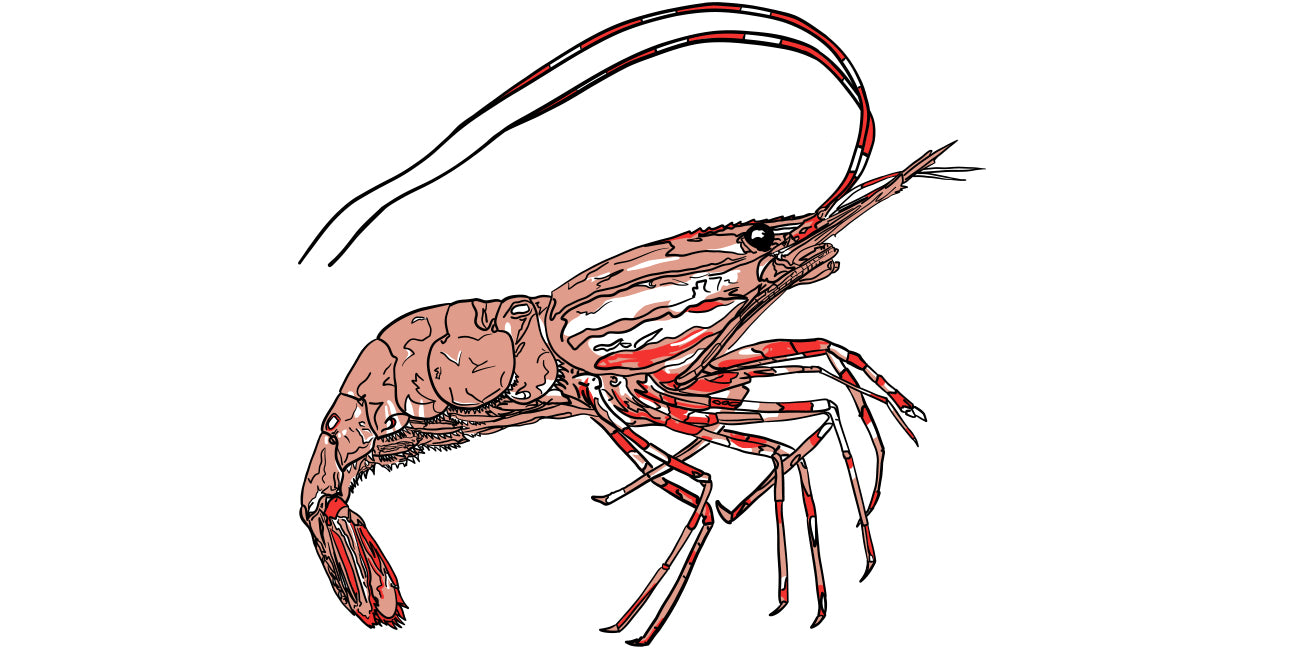 Illustration of a spotted prawn on a white background