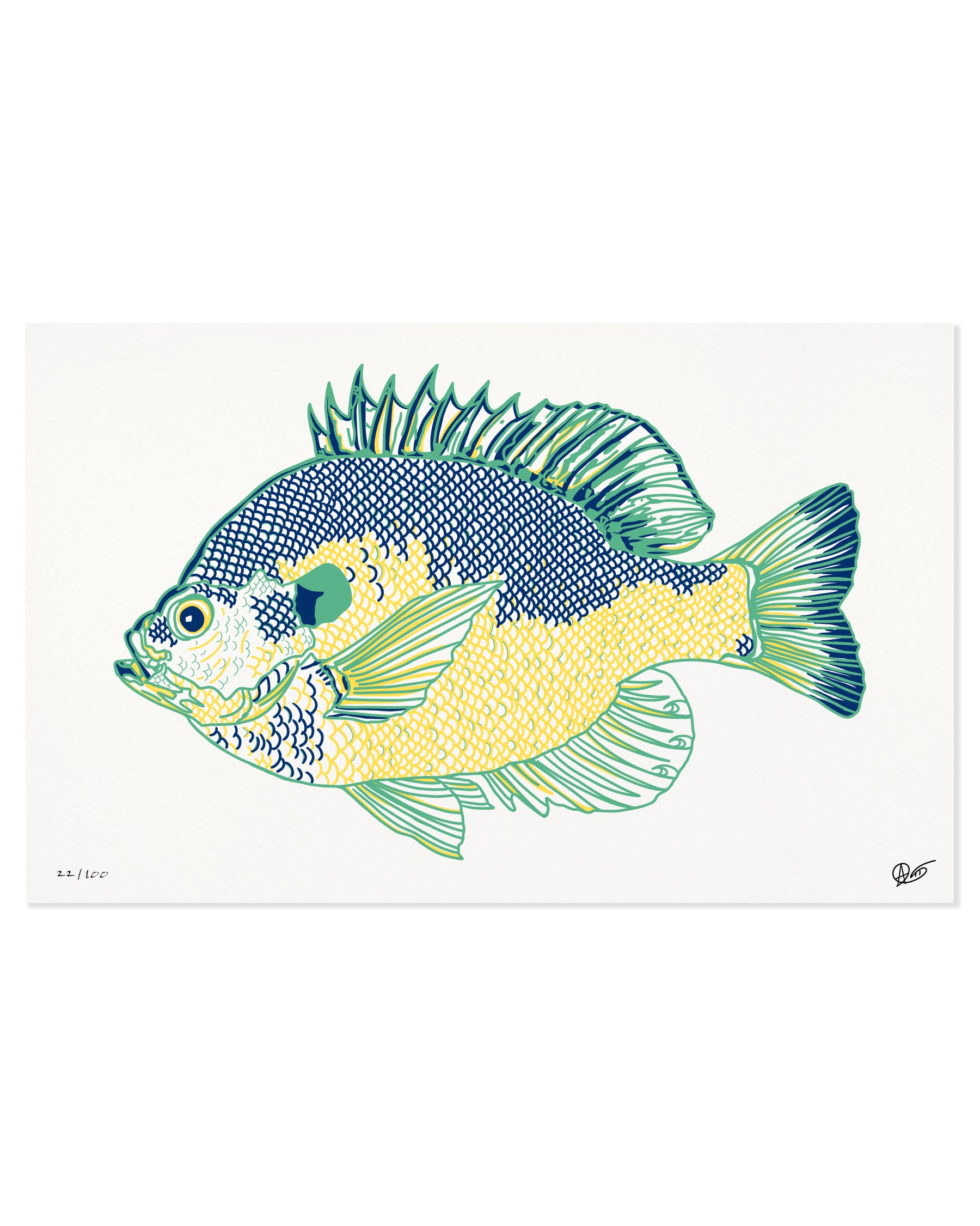 Limited Edition Bluegill Canvas Print
