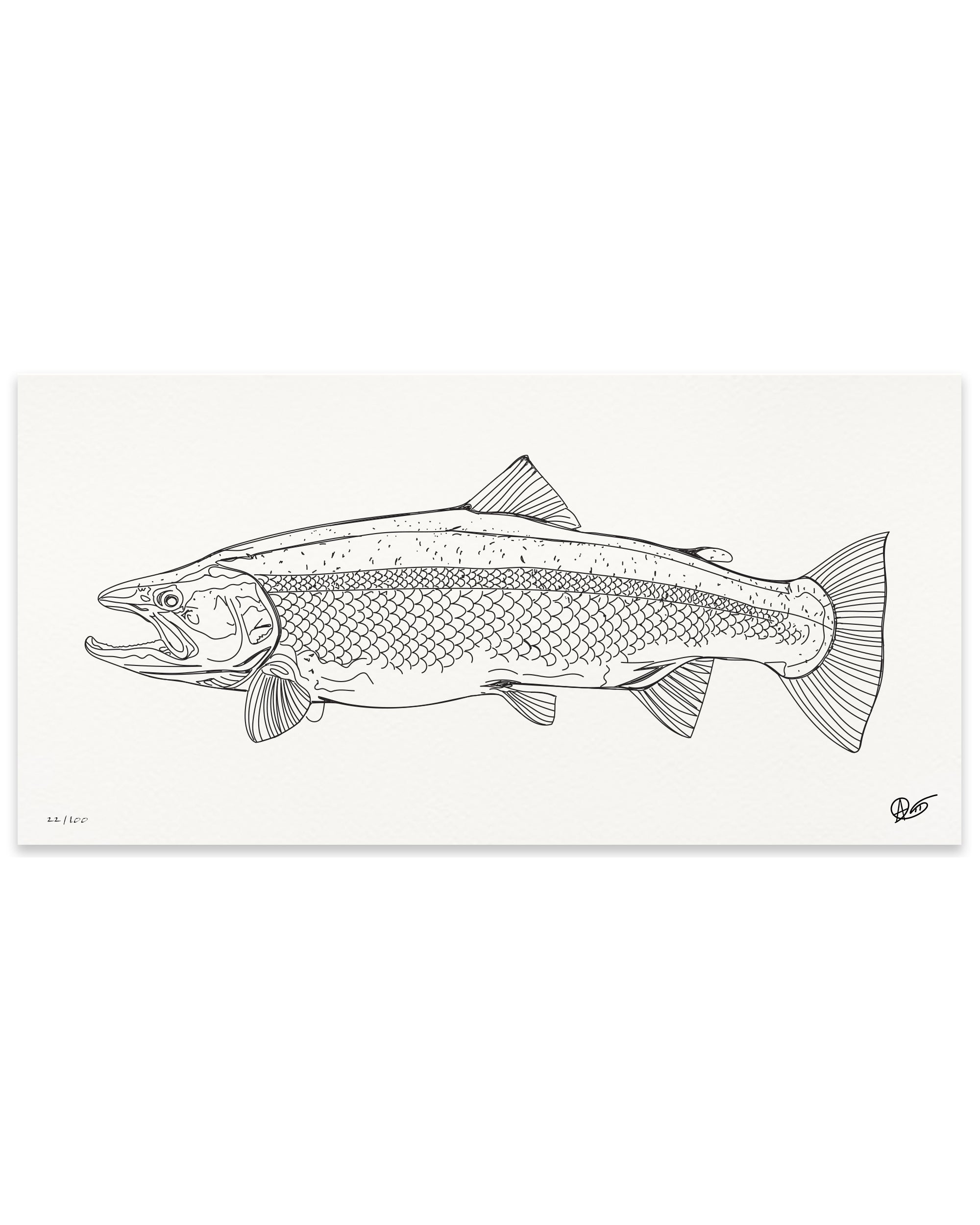 Limited Edition Steelhead Canvas Print