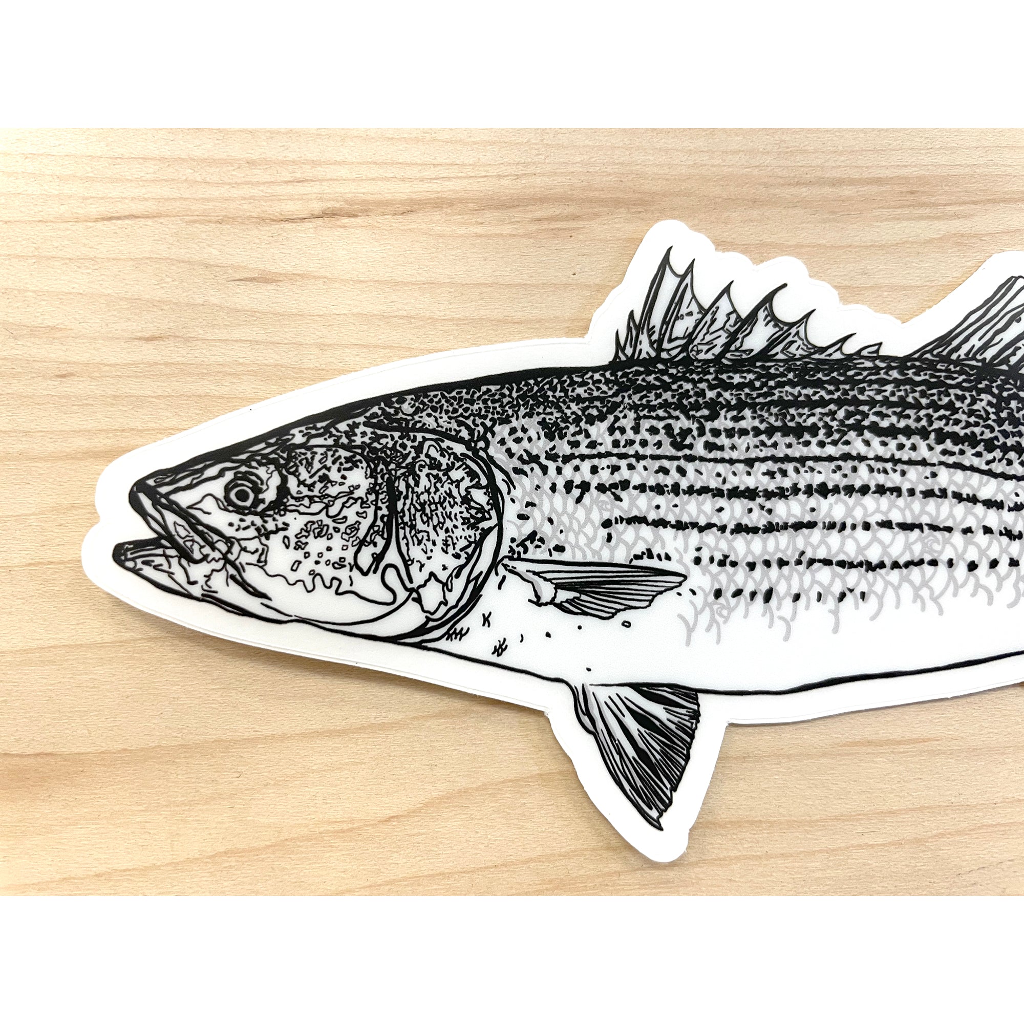 Striped Bass Sticker 