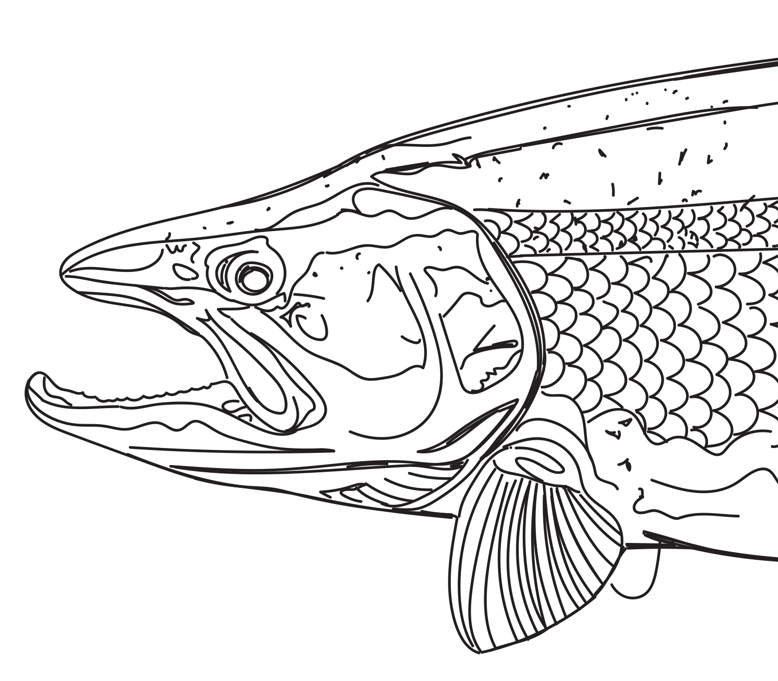 Details of steelhead artwork