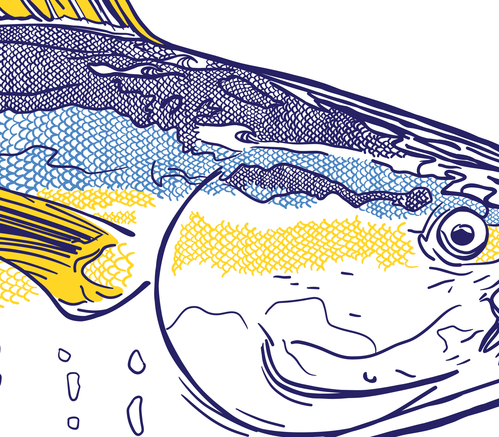 Details of yellowtail artwork