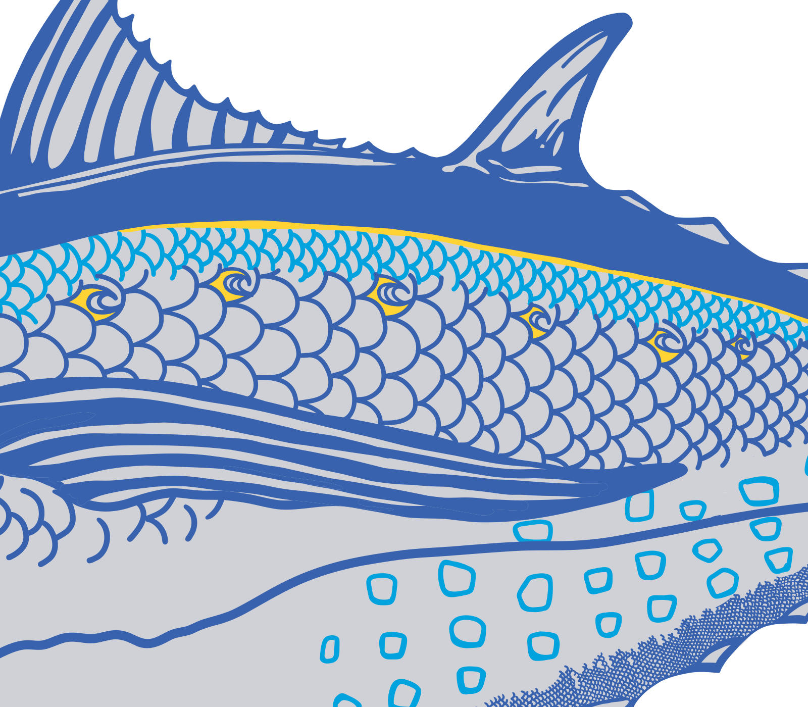 Details of albacore artwork