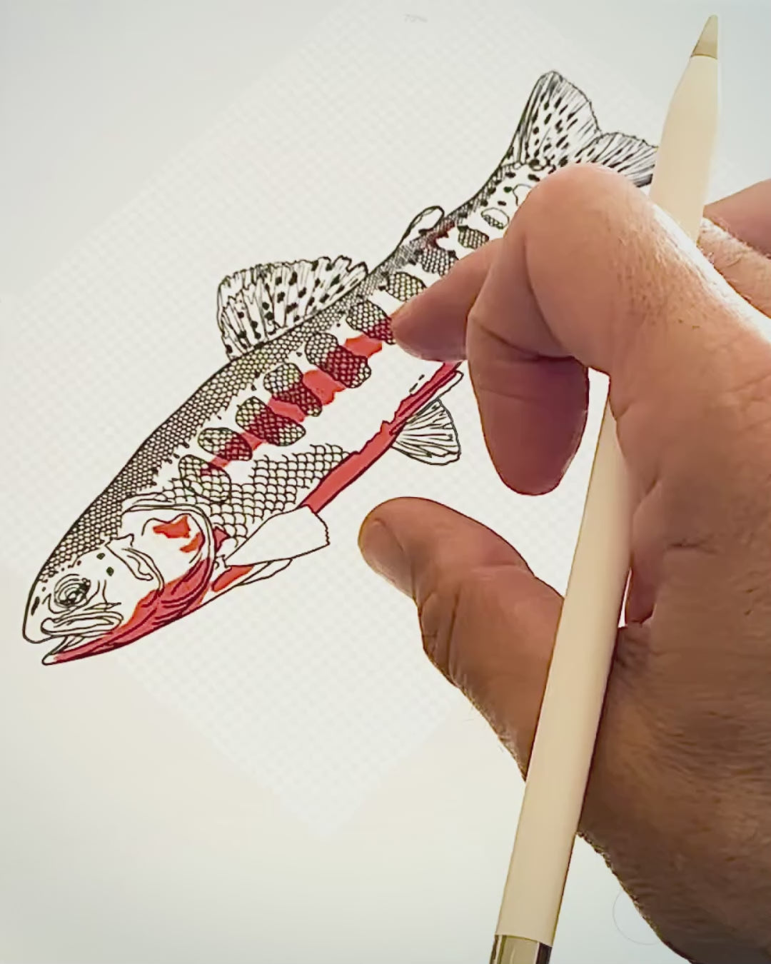 Drawing of the Goldne Trout by Alex Czech