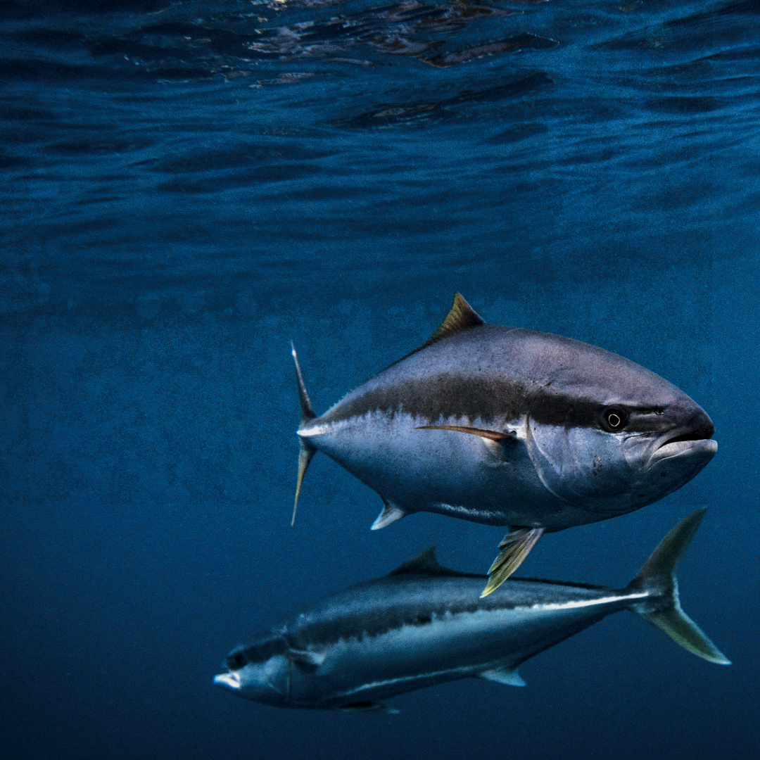 Fish swimming in clear blue water