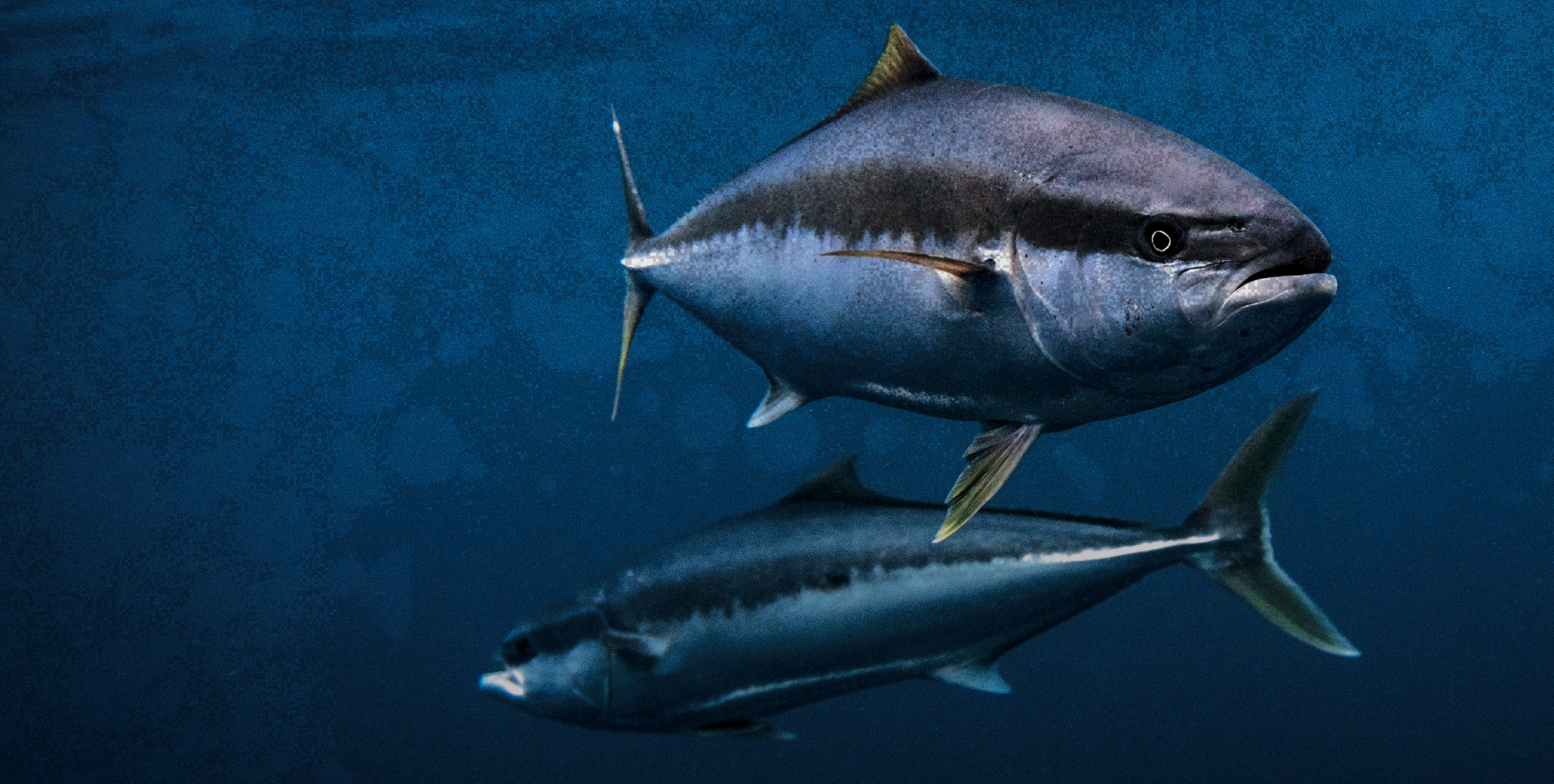 Fish swimming in clear blue water with a reflection below