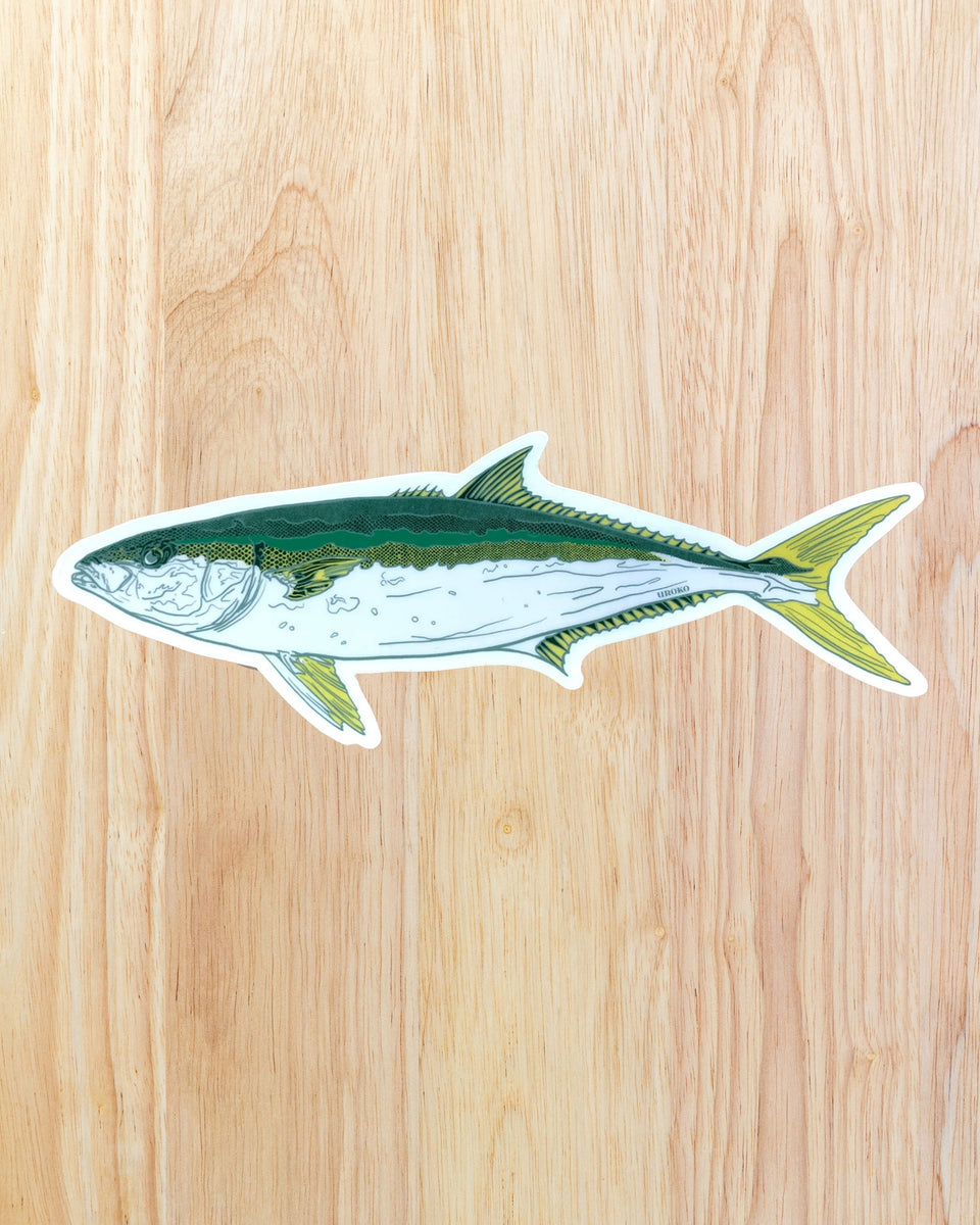 Yellowtail 7